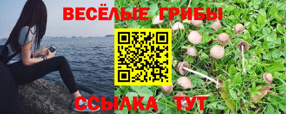Галлюциногенные грибы MAGIC MUSHROOMS  Вход с VPN  Карасук 